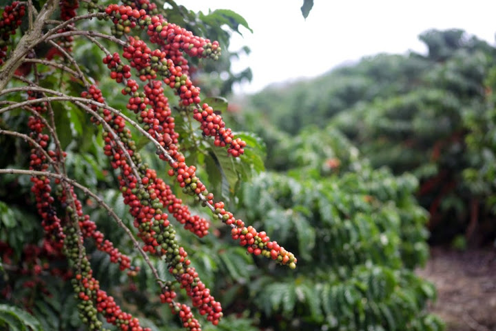 SEAG - Cadeia produtiva do café conilon será tema de oficina do Pedeag